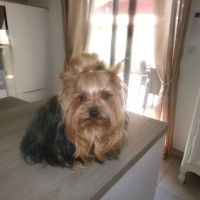 Magnifiques bb yorkshire lof m et f à  réserver #1