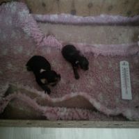 Magnifiques bb yorkshire lof m et f à  réserver #0