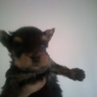 Magnifiques bb yorkshire lof m et f à  réserver #3