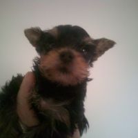 Magnifiques bb yorkshire lof m et f à  réserver #4