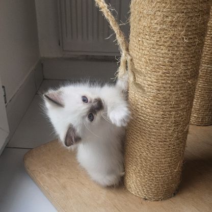 Chatonne femelle sacré de birmanie loof pour noël #2