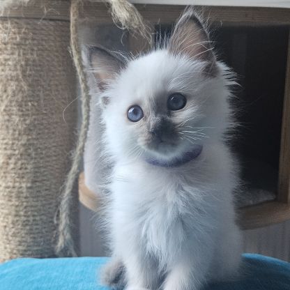 Chatonne femelle sacré de birmanie loof pour noël #0