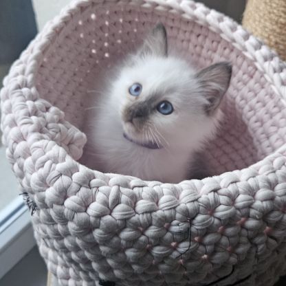 Chatonne femelle sacré de birmanie loof pour noël #5