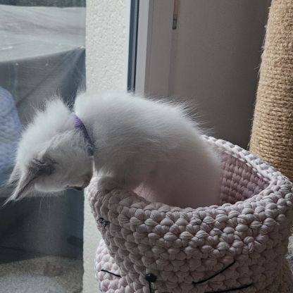 Chatonne femelle sacré de birmanie loof pour noël #6