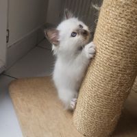 Chatonne femelle sacré de birmanie loof pour noël #1