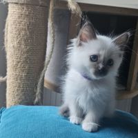 Chatonne femelle sacré de birmanie loof pour noël #3