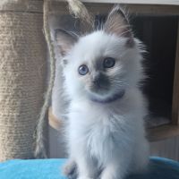 Chatonne femelle sacré de birmanie loof pour noël