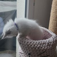 Chatonne femelle sacré de birmanie loof pour noël #6