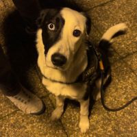 Donne lou, border collie