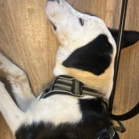 Donne lou, border collie #2