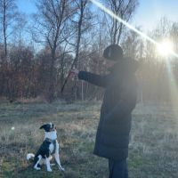 Donne lou, border collie #3