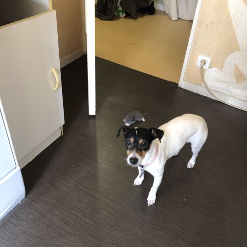 Donne gentille chienne #1