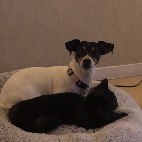 Donne gentille chienne #0