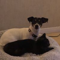 Donne gentille chienne