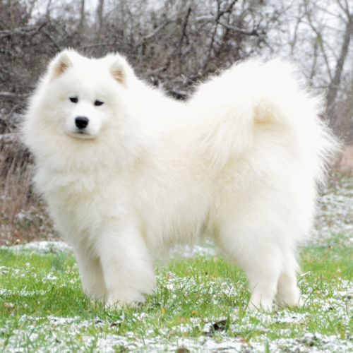 Chiot samoyede lof à réserver #1