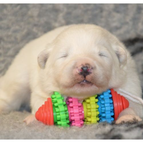 Chiot samoyede lof à réserver #2