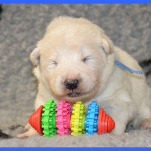 Chiot samoyede lof à réserver #3