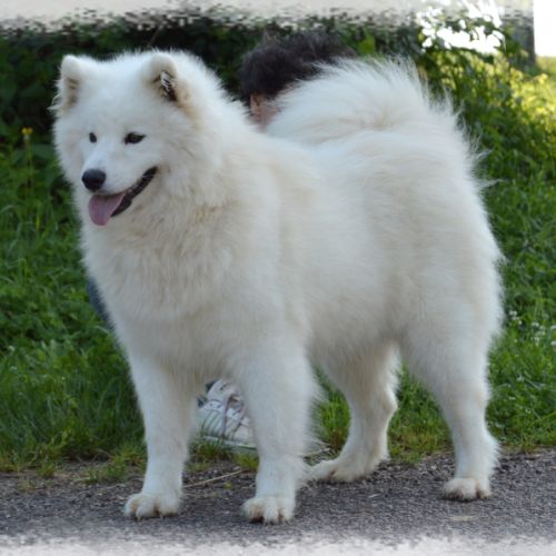 Chiot samoyede lof à réserver