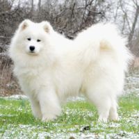 Chiot samoyede lof à réserver #1