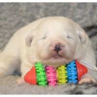 Chiot samoyede lof à réserver #2