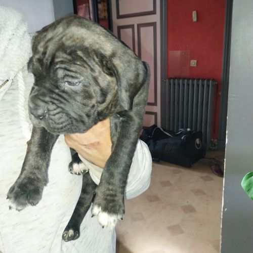 Chiots cane corso #0