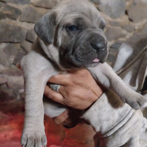 Chiots cane corso #2