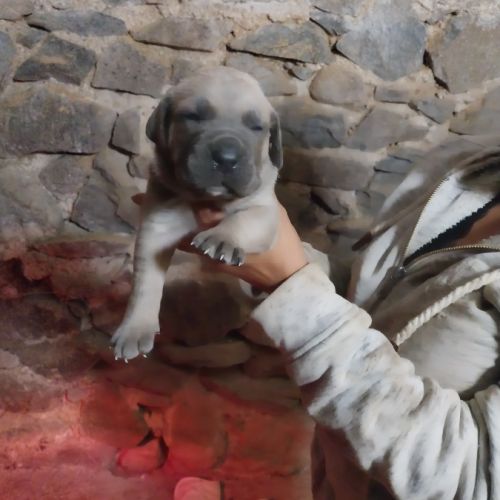 Chiots cane corso #3