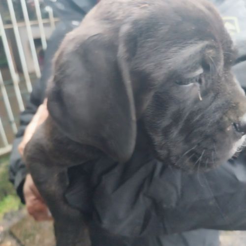 Chiots cane corso #4