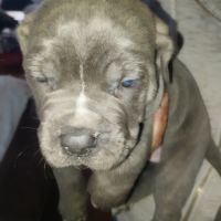 Chiots cane corso #1