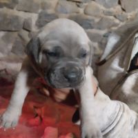 Chiots cane corso