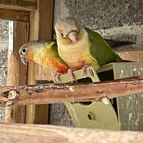 Couple de conure eam #1
