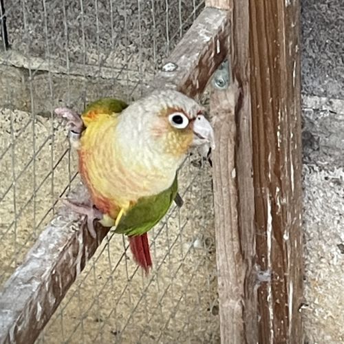 Conure mâle eam #2