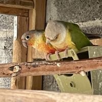 Couple de conure eam
