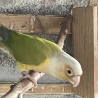 Conure mâle eam #0