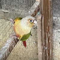 Conure mâle eam #2