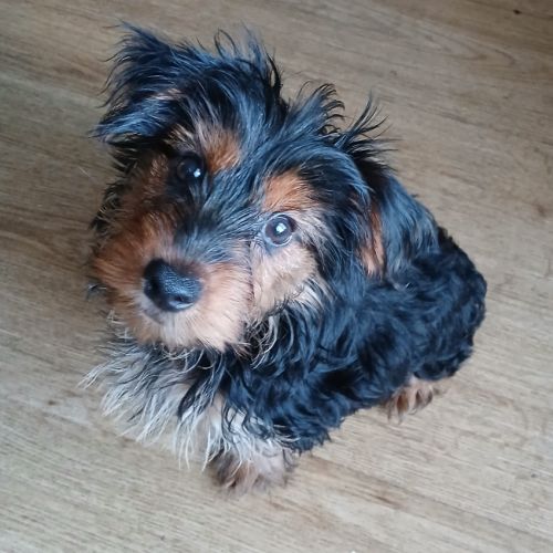 Joli yorkshire mâle prêt pour l'adoption #1