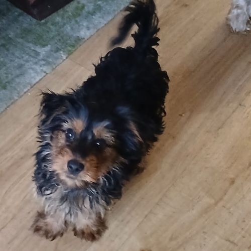 Joli yorkshire mâle prêt pour l'adoption #0