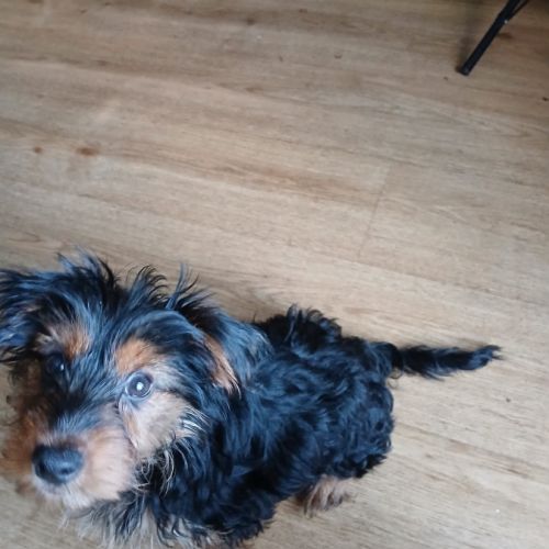 Joli yorkshire mâle prêt pour l'adoption #3