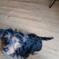 Joli yorkshire mâle prêt pour l'adoption #3