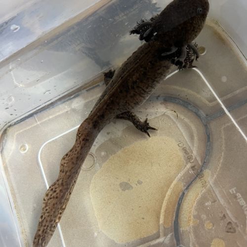 Axolotls femelles #1