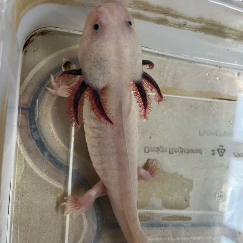 Axolotls femelles #2