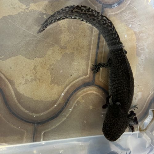 Axolotls femelles #3