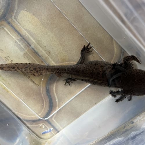 Axolotls femelles #0