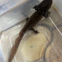 Axolotls femelles #1