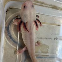 Axolotls femelles #2
