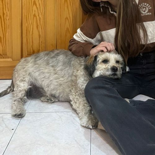 Tintin 10 ans… petit chien tellement craquant #6