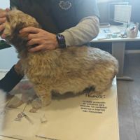 Tintin 10 ans… petit chien tellement craquant #1