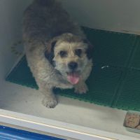 Tintin 10 ans… petit chien tellement craquant #0