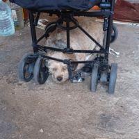 Tintin 10 ans… petit chien tellement craquant #3