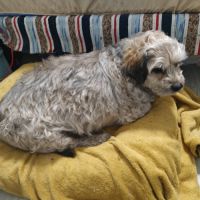 Tintin 10 ans… petit chien tellement craquant #4